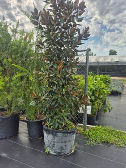 MAGNOLIA 🌳 30 GALLONS