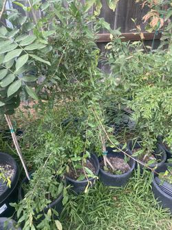 Arboles De Granada Roja 