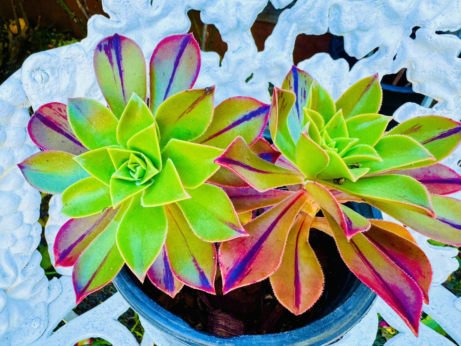 RARE AEONIUM SUCCULENT PLANTS - Easy To Grow and Requires Minimal Water