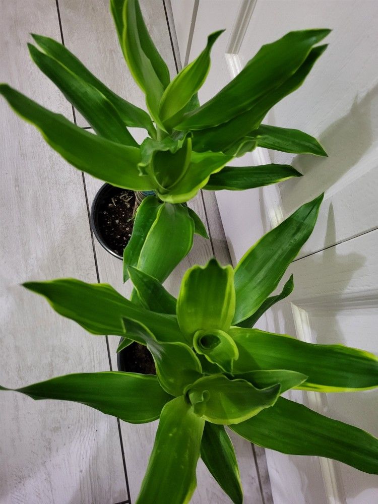 🌿Healthy Live Air Purifying Houseplant Dracaena 18"Tall In Pot 5" ~ Easy To Grow ~ $17/Ea 