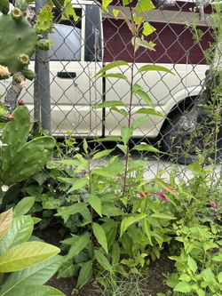 Árbol De Capulin,ruda,pipicha