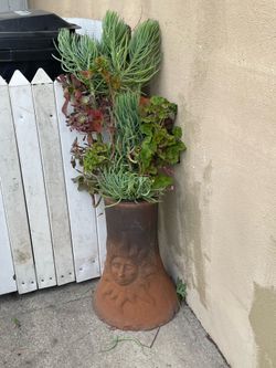 Beautiful succulent arrangement with decorative pot  (apx 4 feet tall
