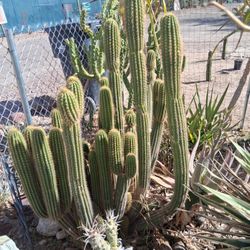 Golden Torch  Cactus