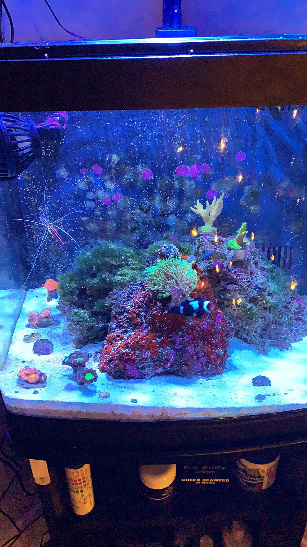 Coral frags