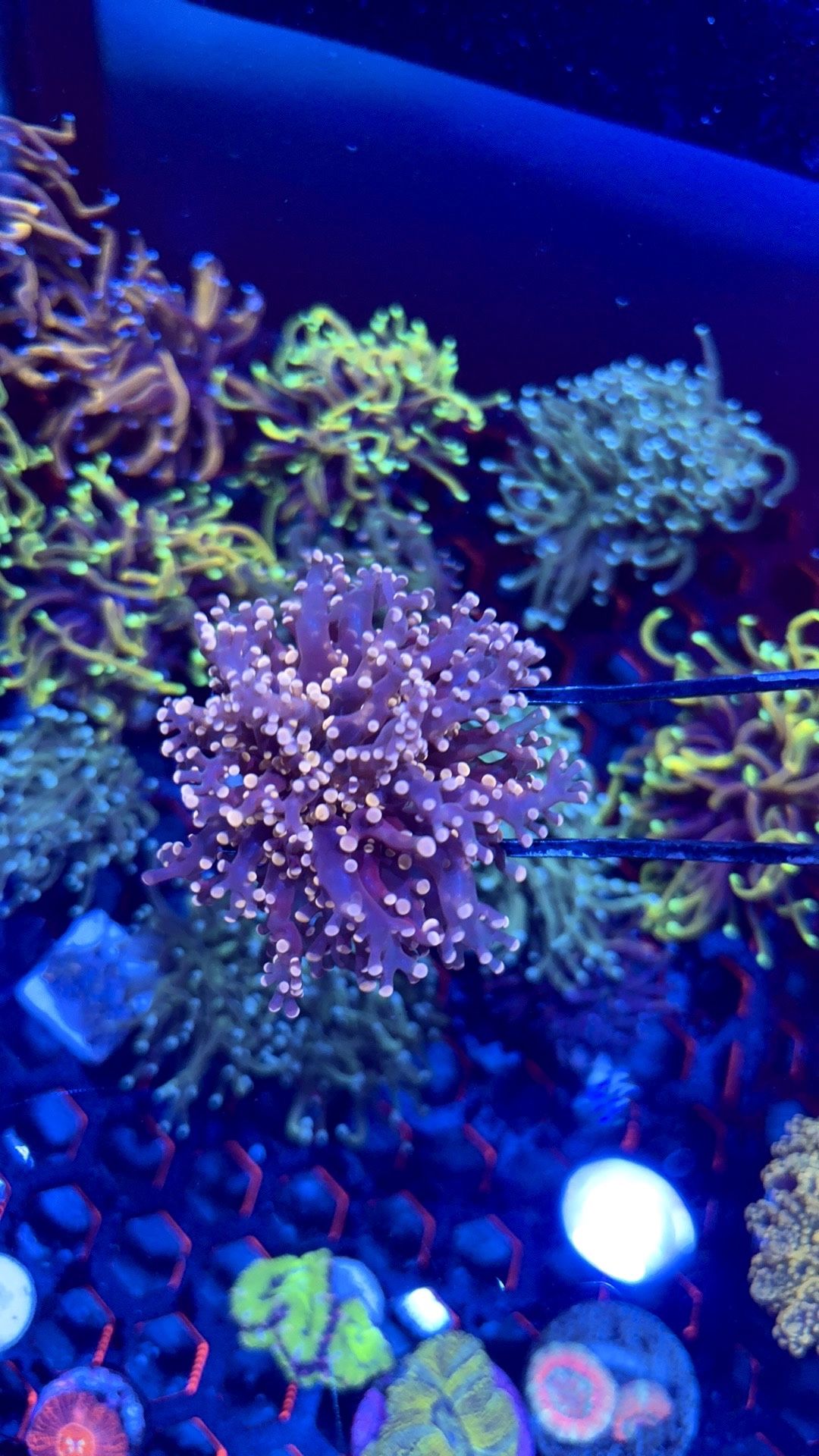octospawn/frogspawn coral fake