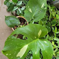 Thai Constalation Plants 