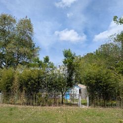 Organic Bamboo Shoot