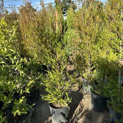 Purple Hopseed Privacy Hedge