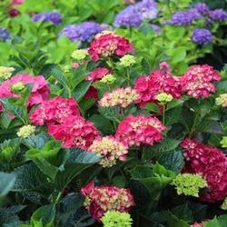 ‘Cardinal Red’ Hydrangea Bushes 