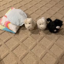 American Girl Doll Animals 
