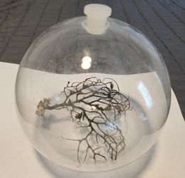 Glass Globe Ecosphere