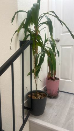 Tall tree house plant