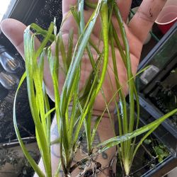 Jungle Val Aquarium Plant