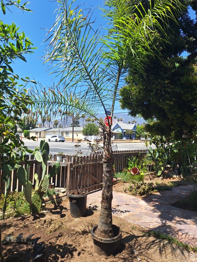 Bonita Palma 11pies De Alto Azusa