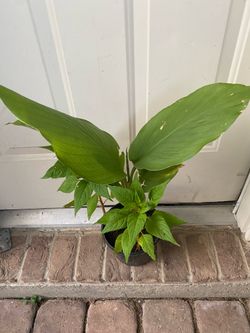 yellow turmeric plant