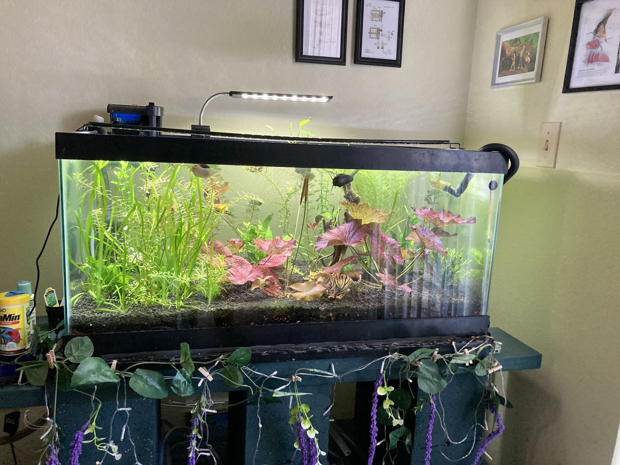 40 Gallon Fish Tank W/ Stand And Everything