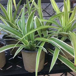 Spider Plants