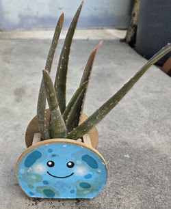 ALOE VERA PLANT