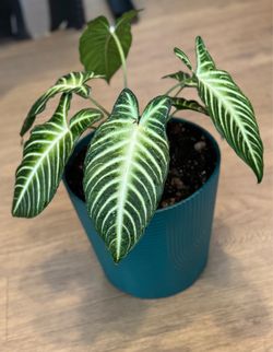 Xanthosoma | Alocasia | Collectors Plant