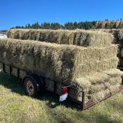 Rye Grass 
