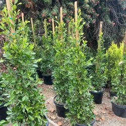 Ficus Trees