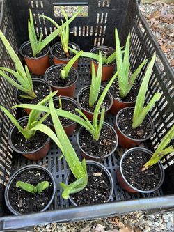 Aloe Vera Plants