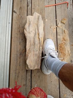 Petrified Fossil Wood