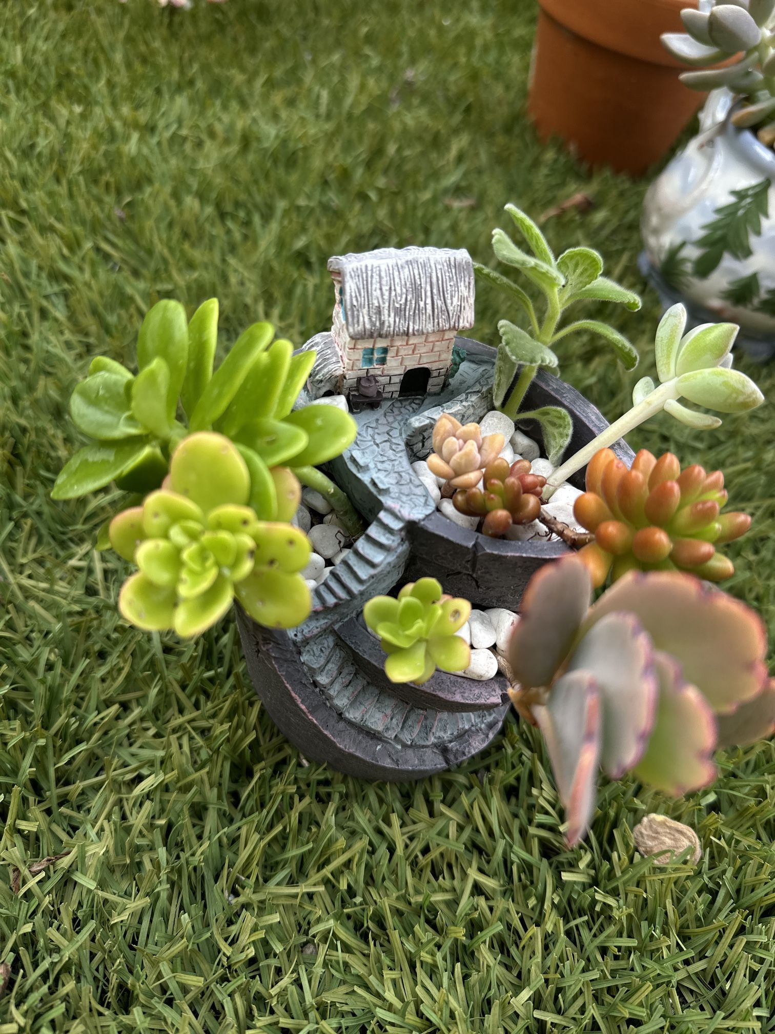 Cute Succulents