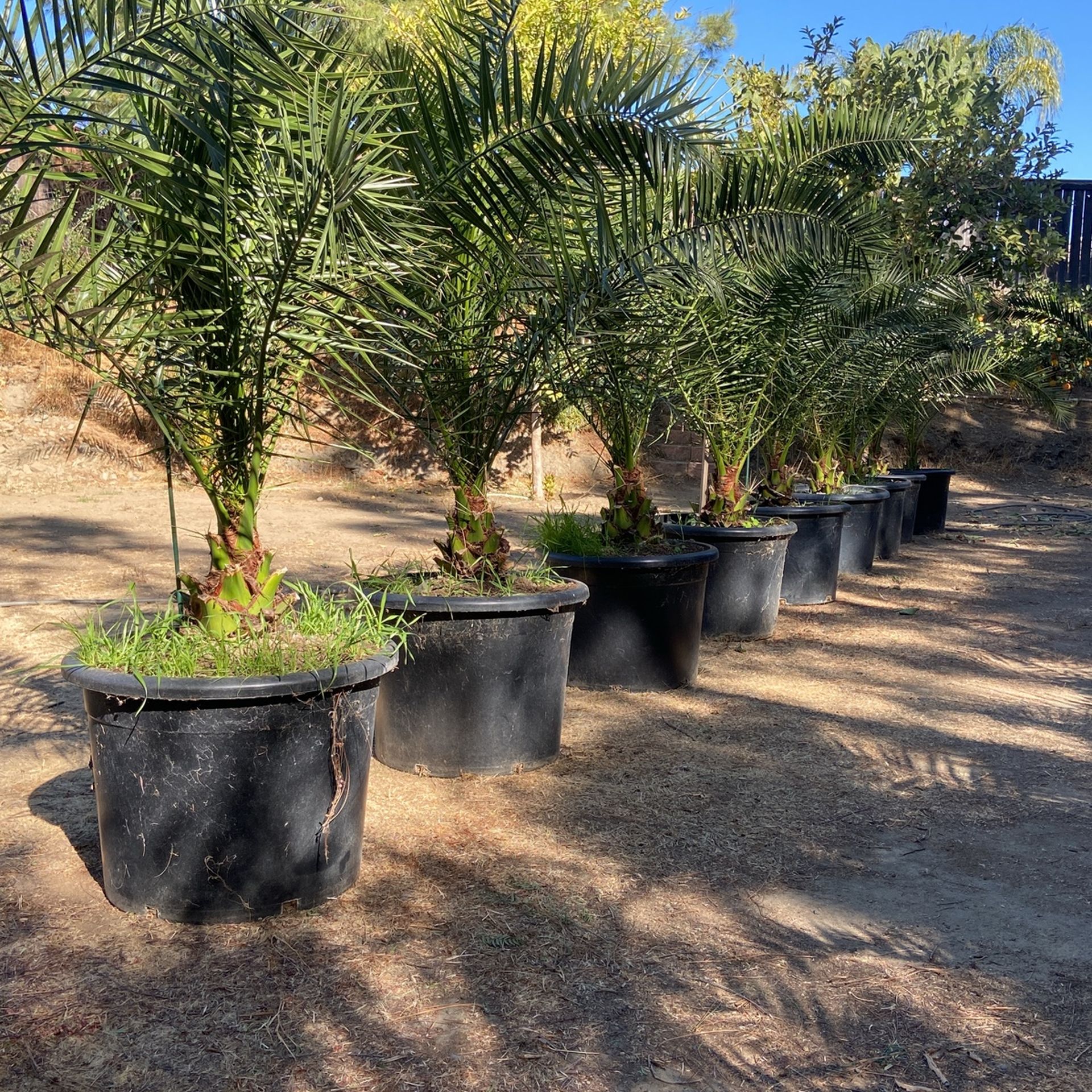 Canary Date Palm For Sale