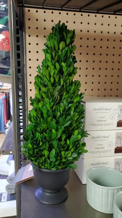 16in Boxwood trees new 15.00ea