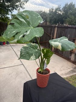 Monstera Thai Constellation