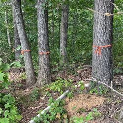 Free Timber-wood/ Fire Wood