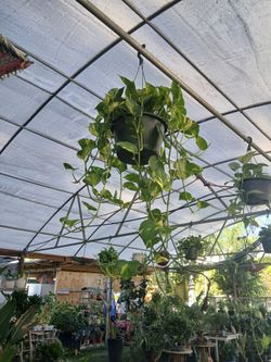 Hanging pothos plants $15