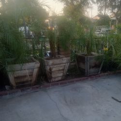 Palm Trees