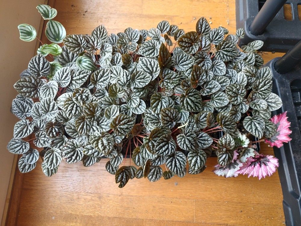 House Plants