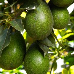 Grafted   Avocado, Apple, Peach, Guava, Cherry, Nectarine, Pear, Apricot, Plum   Trees