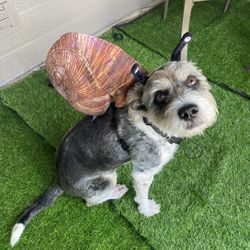 Snail Costume Medium To large Size Dogs 