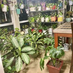 Indoor Plants Sale 15% OFF