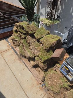 Free Sod - Seashore Paspalum