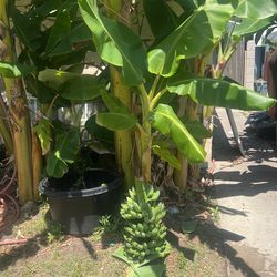 Banana Tree