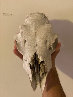 Skull Western Decor 