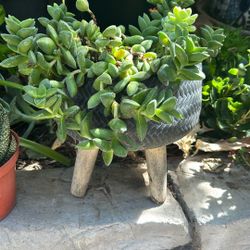 Beautiful Plant In Ceramic Bace 