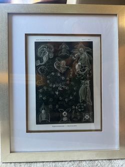 4 Ernest Haeckel framed prints