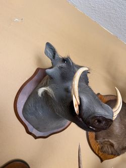 Vintage Taxidermy Wild Boar Shoulder Mount – Tusks – Wood Plaque