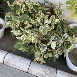 Plant Garden
