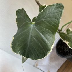 HERMOSAS PLANTAS NATURALES “ALOCASIA XANTHOSOMA PLANT 