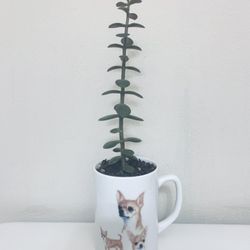 Live Indoor Jade (Lucky Many) House Plant in a Ceramic Cup with Drainage