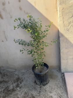 Arbol De Guamuchiles