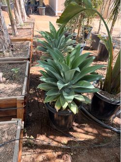 Agave Attenuata 15 gallons