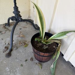 🌿 Variegated Snake Plant (compact)